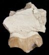 Oreodont (Merycoidodon) Tooth and Jaw Section - South Dakota #10536-1